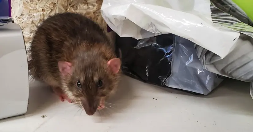 brown-rat-looking-at-camera-plastic-bags-backg